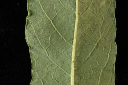 Salix lasiolepis. Lower surface of leaf.
 Image: D. Glenny © Landcare Research 2020 CC BY 4.0